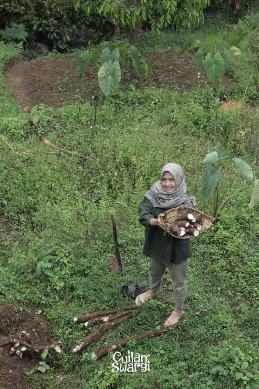 Harvesting Cassavas
