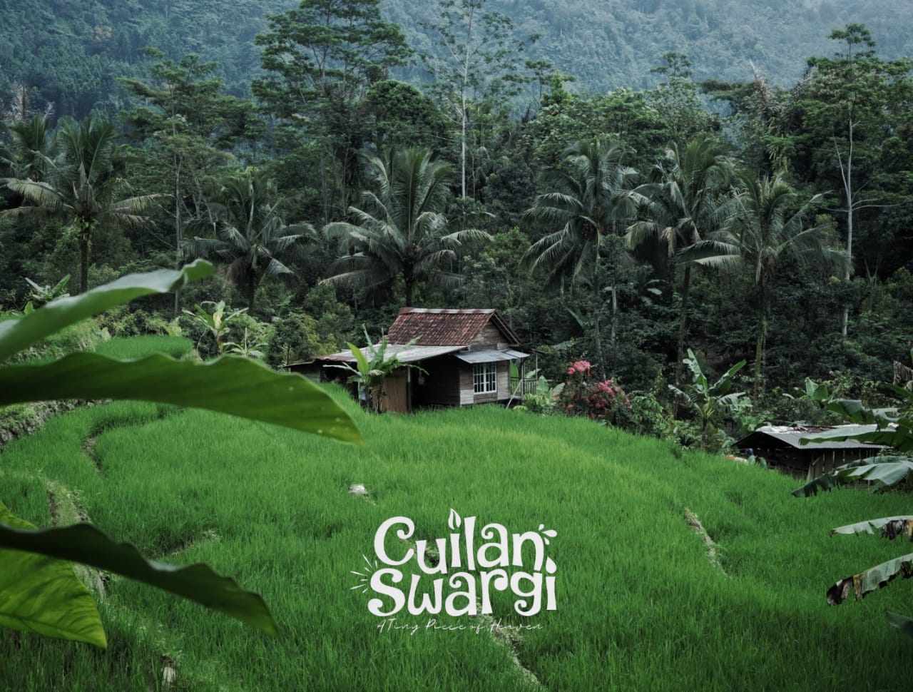 Sawah Swargi