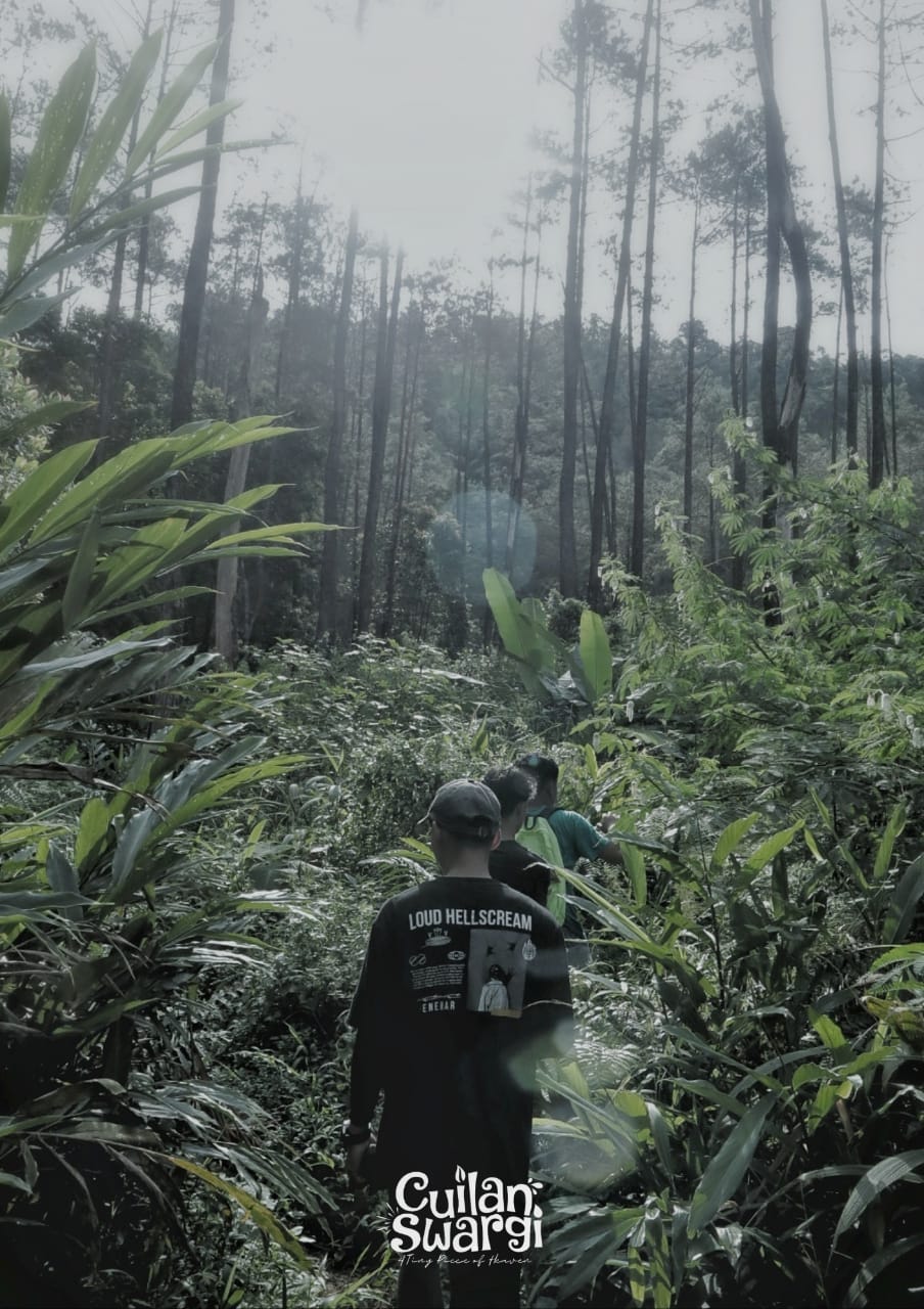 Semaya Forest